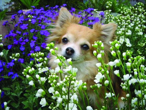 Nicht verstecken! In Wieselburg treffen sich die schönsten Hunde dieses Wochenendes ...