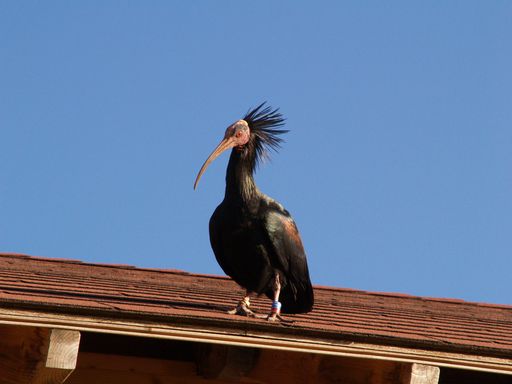  Ein seltenes, wildes Waldrapp-Weibchen, das nach der britischen Naturschützerin Jane Goodall benannt ist, ist nach 400 Jahren die erste dieser vom Aussterben bedrohten Vogelart, die über die Alpen zu den alten Brutplätzen Nordeuropas gelangte.