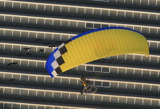 Vorschau Bild von Ein seltenes, wildes Waldrapp-Weibchen, das nach der britischen Naturschützerin Jane Goodall benannt ist, ist nach 400 Jahren die erste dieser vom Aussterben bedrohten Vogelart, die über die Alpen zu den alten Brutplätzen Nordeuropas gelangte.