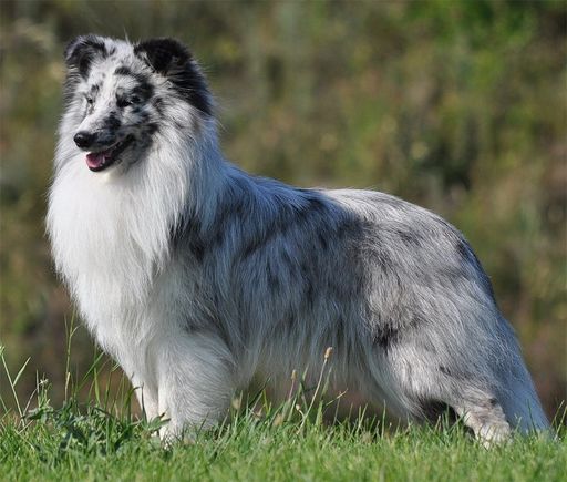 Shetland Sheepdog "Borderline Country Keypoint"
