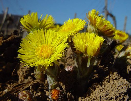 Zeitig im Frühjahr erscheinen zunächst nur die korbförmigen Blütenstände des Huflattich (Tussilago farfara). Erst nach deren Verblühen folgen die Blätter.