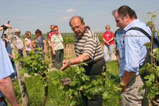 Weingartenwanderung in Poysdorf/Weinviertel