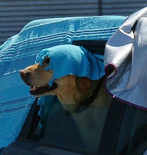 Schon für einen ganz kurzen (!) Aufenthalt im Wagen mussten Hunde optimal versorgt werden, wie dieser Vierbeiner mit "kühlem Kopf"
