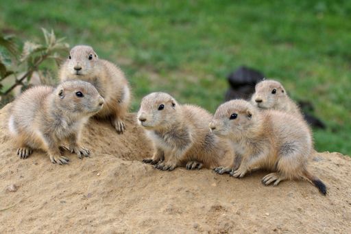 Insgesamt 38 Präriehundebabys erkunden neugierig die oststeirische Tierwelt Herberstein.