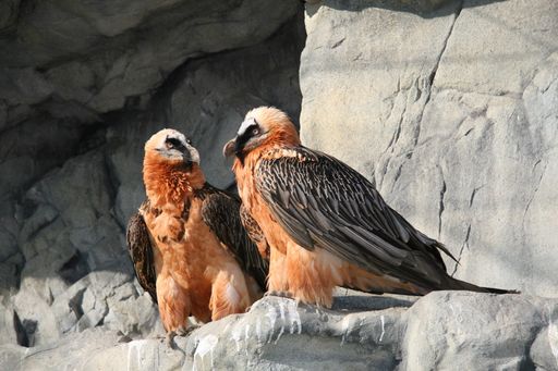 Fliegende Giganten: Bartgeier sind die größten Vögel der Alpen. Dank der Zuchterfolge im Alpenzoo Innsbruck wurden sie nicht nur zum Wappentier des Tierparks ernannt, die Wiederansiedlung im Naturraum ist ebenfalls gelungen.