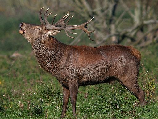 Das idyllische Tiroler Sellraintal bittet zum
einmaligen Ferienerlebnis: Bei den Hirschbrunftwochen steht die
Natur im Mittelpunkt.