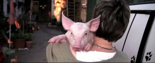 In einem Österreichischen Mastbetrieb wurden zwei
ganz normale Schweinebrüder im Laufe von 7 Monaten mit der Kamera
begleitet, von der Geburt bis zum Ende; während das eine Schwein,
genannt X15, aber den Weg eines normalen Mastschweins ging, wurde
sein Bruder JACKPOT nach kurzer Zeit auf einen Gnadenhof nach
Oberösterreich gebracht, wo er inmitten vieler anderer Tiere sein
leben fröhlich wühlend in Gras und Stroh verbringt.
