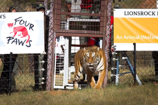 Eines der beiden Tigerweibchen setzt seine ersten
Schritte in die Freiheit