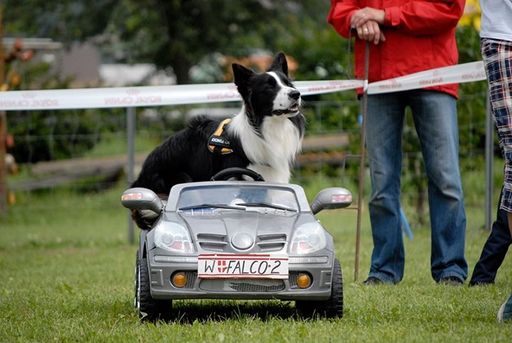 Border Collie "Falco" - mit seinem Show Auto in
Tulln zu Gast