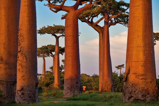 Vorschau Bild von Boabab-Baum-Allee in Madagaskar. Das Grundwasser
des Nationalparks wird durch die Abwässer einer naheliegenden
Zuckerfabrik verschmutzt.