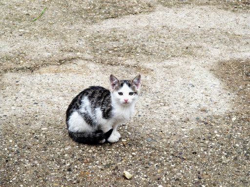  Lassen wir unsere Streunerkatzen nicht im Stich