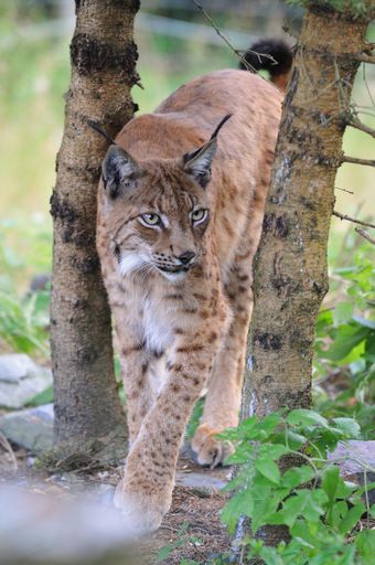  Der Ausflug in die freie Wildbahn hat sie das Leben
gekostet: Luchs Hera aus dem Wildpark Mautern.