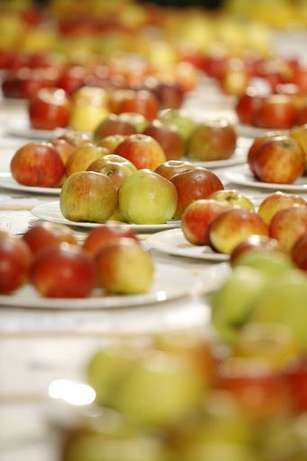 Vorschau Bild von Die größte europäische Obstsortenausstellung
EUROPOM präsentiert vom 26. bis 28. Oktober 2012 Genuss, Vielfalt
und Wissen von und über Apfel & Co in der Klosterneuburger
Babenbergerhalle.