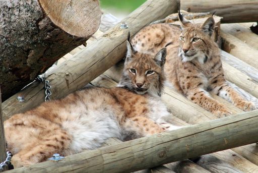  Luchsweibchen Hera, rechts im Bild, mit Luchs
George im Gehege der Abenteuerwelt Mautern