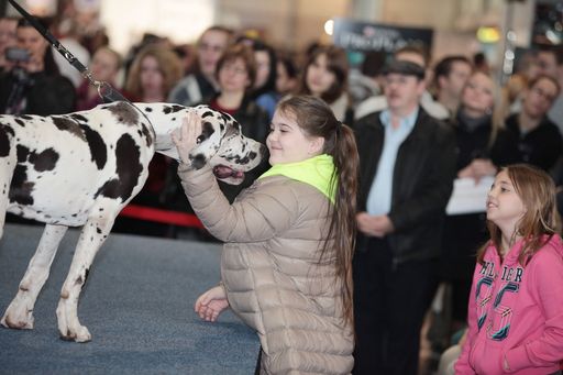  http://www.apa-fotoservice.at/galerie/3608
Tierische Begegnungen auf der Haustiermesse Wien
