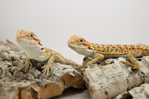  Die Bartagame- ursprünglich aus Australien stammend
und seit Jahrzehnten weltweit von vielen Züchtern erfolgreich
nachgezüchtet, erobert das Herz von immer mehr Österreichern als
Haustier.