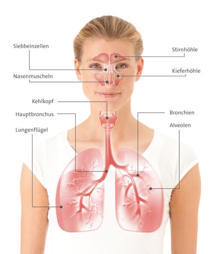 Vorschau Bild von Um eingeatmete Staubpartikel, Krankheitserreger
usw. aus dem Bronchialsystem zu entfernen und die Leistungsfähigkeit
unserer Lunge langfristig zu gewährleisten, benötigen wir effiziente
Reinigungsmechanismen. Einer der wichtigsten ist die mukoziliäre
Clearance.