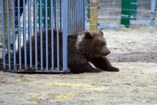  Nervenkrieg: Der Zoo in Lutsk weigert sich, Mutter
Masha zu übergeben - neue Gespräche mit Bürgermeister in Kürze.