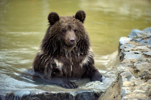 Vorschau Bild von Nervenkrieg: Der Zoo in Lutsk weigert sich, Mutter
Masha zu übergeben - neue Gespräche mit Bürgermeister in Kürze.
