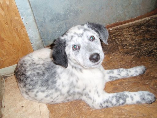 Border-Collie Mischlingswelpe in der Pfotenhilfe
Lochen