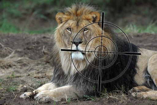 Der König der Tiere könnte bald als gefährdete Art
gelten. Schuld daran ist neben der voranschreitenden Zerstörung des
Lebensraums die Trophäenjagd auf Afrikas größte Raubkatzen.