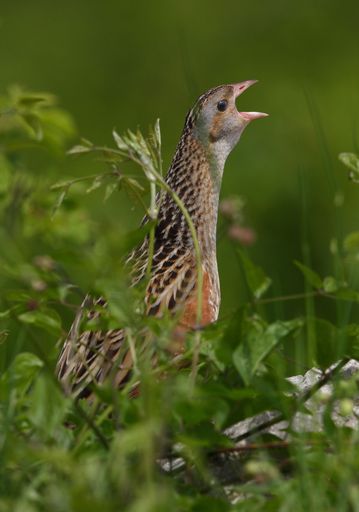 Vorschau Bild von Der hochgradig geschütze Wachtelkönig finet am GÜPL Völtendorf
eines seiner letzten Refugien.