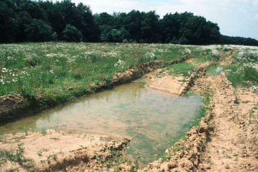  Urzeitkrebs - Tümpel auf der gefährdeten Panzerbrache