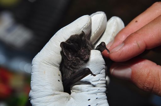 Vorschau Bild von Die hochgradig geschützte Mopsfledermaus findet am GÜPL
Völtendorf eines ihrer letzten Refugien.