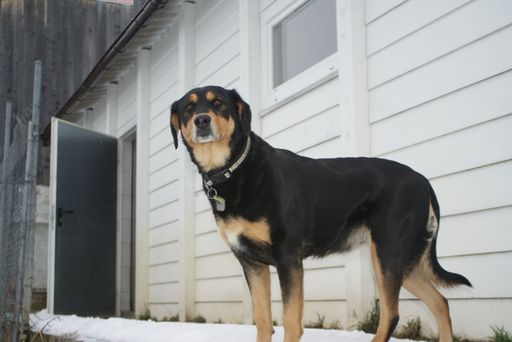 "Hundewaise Cindy ist völlig traumatisiert"