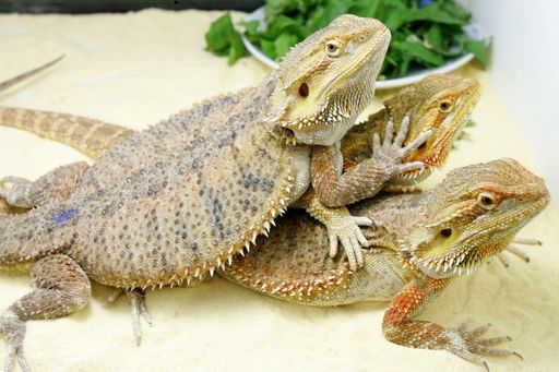  Bartagamen stammen aus Australien und gehören zu
den beliebtesten Terrarientieren