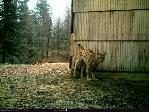  Lynx caught by photo-trap. Photos took by Mr.
Vedran Slijepcevic DVM, author of " Telemetry study of Eurasian lynx
(Lynx lynx) in Croatia" as his graduation theses