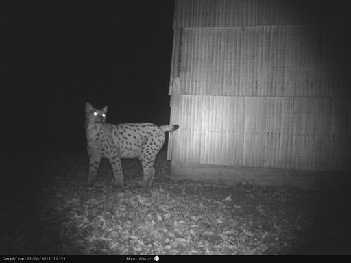 Vorschau Bild von Lynx caught by photo-trap. Photos took by Mr.
Vedran Slijepcevic DVM, author of " Telemetry study of Eurasian lynx
(Lynx lynx) in Croatia" as his graduation theses