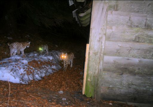 Vorschau Bild von Lynx caught by photo-trap. Photos took by Mr.
Vedran Slijepcevic DVM, author of " Telemetry study of Eurasian lynx
(Lynx lynx) in Croatia" as his graduation theses