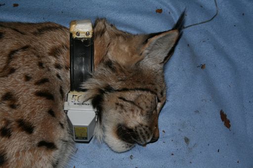 Vorschau Bild von Lynx with tracking-collar that enables research of
lynx movements and activity
