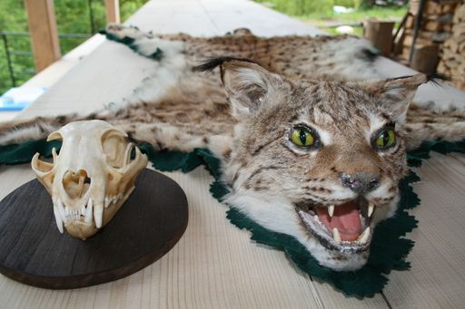 Vorschau Bild von Scull and lynx skin prepared for exhibition.