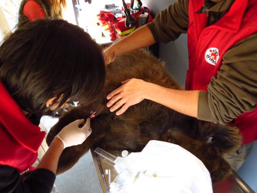  Baloo, einer der beiden Bären aus dem illegalen
Privatzoo des mutmaßlichen Kriminellen Nutu Camataru, kann dank VIER
PFOTEN wieder kraftvoll zubeißen. Zwei Tierärzte der internationalen
Tierschutzorganisation entfernten diese Woche ein Abszess am Kiefer
des Bären.