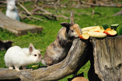 Zwei Kaninchen in der PFOTENHILFE Lochen. Kaninchen
dürfen nicht alleine gehalten werden und fühlen sich nur in einem
großen Freigehege wohl.