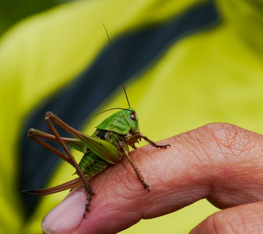 Jede Beobachtung im Alpenpark Karwendel kann
interessant sein. So wie dieser Warzenbeißer.