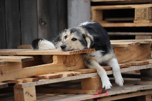  Streunerhund in der Ukraine.