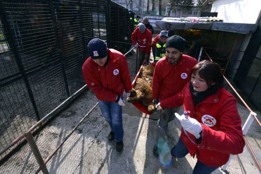  Vier Pfoten Team übernimmt Großkatzen aus dem
Onesti Zoo