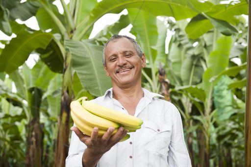 Leckerer Energiekick für den Wien Marathon: Gourmet-Bananen von SanLucar