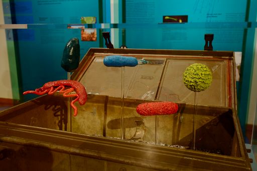  Ausstellungsansicht "MenschMikrobe" Installation "Bedrohung aus
dem Wasser" Bedrohung aus dem Wasser: In einem
Wasseruntersuchungs-Koffer aus der Zeit Robert Kochs sind Modelle
von Krankheitserregern zu sehen, die durch kontaminiertes Wasser
übertragen werden können. Hinten (v.l.n.r.): Entamoeba histolytica,
der Erreger der Amöbenruhr; Legionelle, Auslöser der
Legionärskrankheit; Hepatitis-A-Virus. Vorne: Pärchenegel,
Verursacher der Bilharziose; Salmonella typhi, das Typhus-Bakterium.