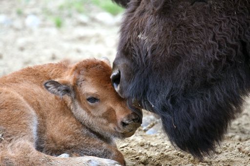  Einzigartiges Erlebnis in der Tierwelt Herberstein:
Bisongeburt live erleben