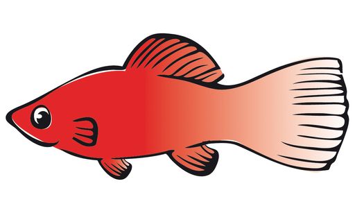 Vorschau Bild von Der Fische-Schwerpunkt des Vereins "Tierschutz
macht Schule" ist eine Kooperation mit dem Haus des Meeres - Aqua
Terra Zoo und dem Blauen Kreis -Zoologische Gesellschaft Österreichs
für Tier- und Artenschutz. Der rote Fisch Kati Platy ist das
Maskottchen der Initiative.