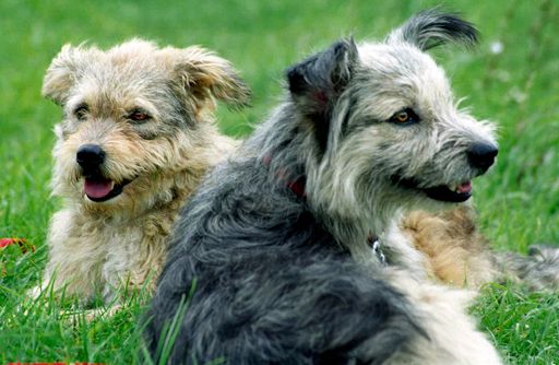  Hunde im Grünen