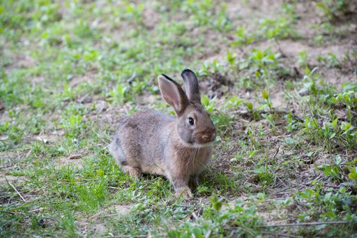  Der Frühling lädt zu ausgedehnten Spaziergängen mit
Hunden ein. Aber Vorsicht: Bis zum Frühsommer ist Brutzeit. VIER
PFOTEN bittet alle Hundebesitzer, in dieser Zeit beim Gassigehen
ihre Lieblinge an die Leine zu nehmen.