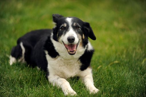  Hunde brauchen viel Zeit und Bewegung