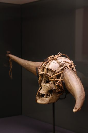 Vorschau Bild von Trophäen(-Büffelhorn)schädel des Phom- oder
Konyak-Naga verziert mit mithun-Hörnern (Bos frontalis) (Nagaland
oder Arunachal Pradesh, Indien), vor 1911. Sammlung Lucian Scherman,
Staatliches Museum für Völkerkunde München