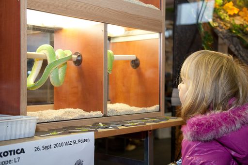 Reptilienhalter Nachwuchs interesiert sich für die
grüne Baumpython (ungiftg)