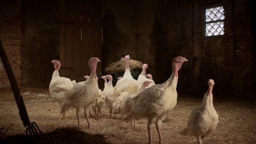 WECH und PÖTTELSDORFER sind die einzig namhaften
Putenproduzenten aus Österreich, die ihre Puten derzeit noch mit
gentechnikfreiem Soja füttern.